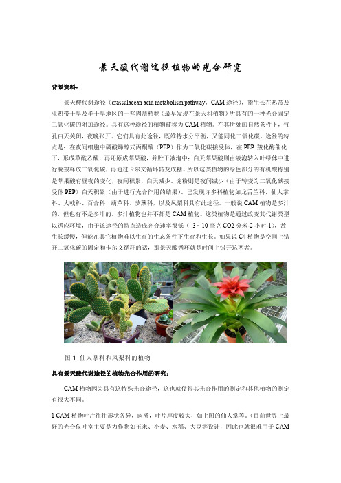 具有景天酸代谢途径植物的光合研究