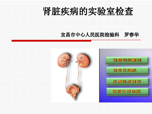 肾功及实验室检查