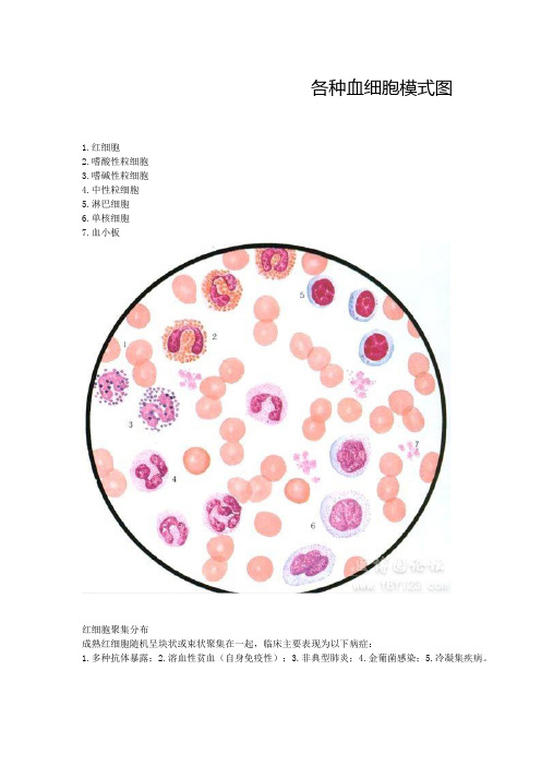 各种血细胞模式图