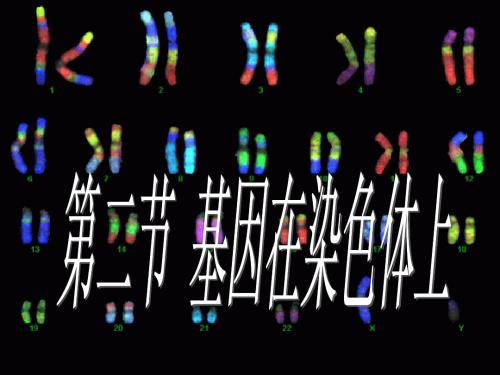 2.2.2  基因在染色体上