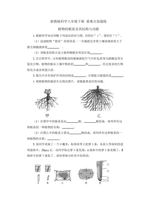 浙教版科学八年级下册 重难点加强练 植物的根系及其结构与功能 专题练习(含解析)