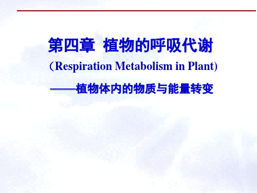 呼吸作用的概念及生理意义