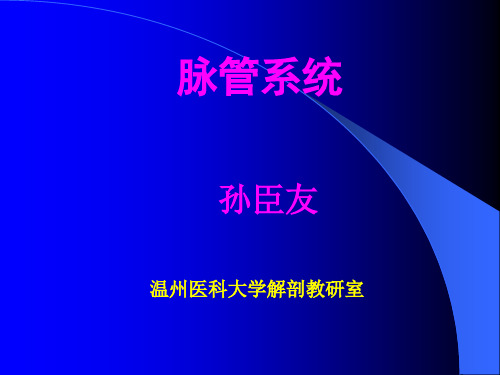 《系统解剖学》脉管总论心脏 