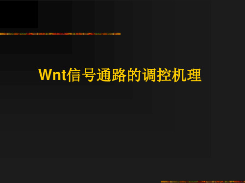 Wnt信号通路调控机理