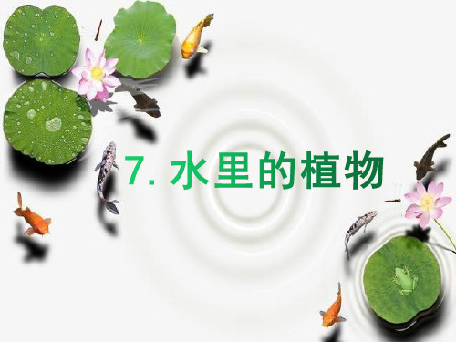 三年级科学 7.《水里的植物》