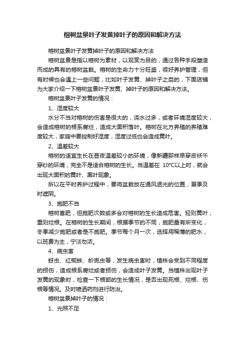 榕树盆景叶子发黄掉叶子的原因和解决方法