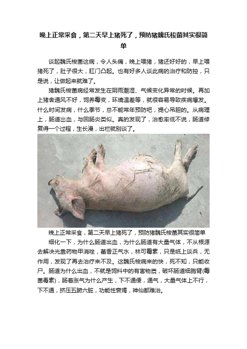 晚上正常采食，第二天早上猪死了，预防猪魏氏梭菌其实很简单