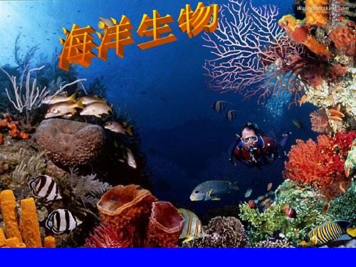 海洋生物课件