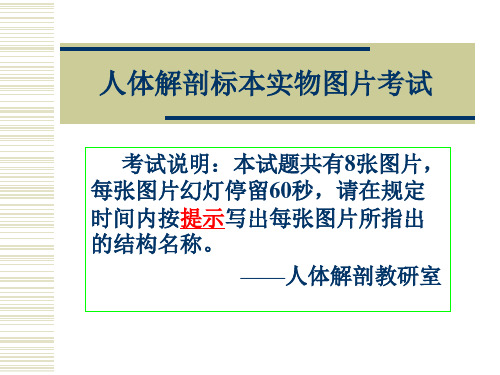 人体解剖学实验图片考试14