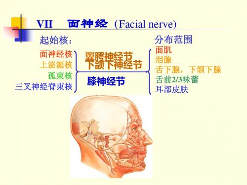 2019教育26脑神经ⅡⅧ—Ⅻ内脏神经精品英语