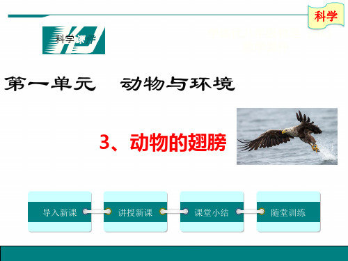 青岛版科学三年级上册3、《动物的翅膀》