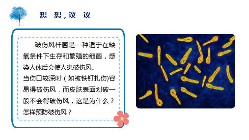 5.4.2 细菌(课件)八年级生物上册(人教版)