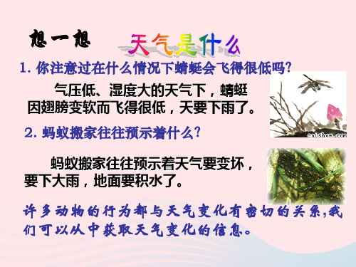 八年级科学下册第8章天气和气候1天气、气候和人类活动课件华东师大版