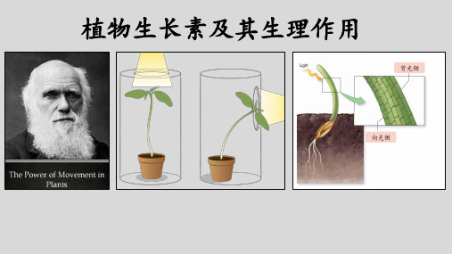 生物一轮复习植物生长素及其生理作用