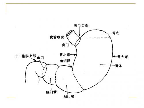 胃痛中医