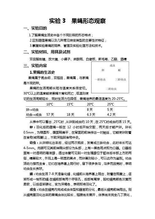 实验3  果蝇形态观察