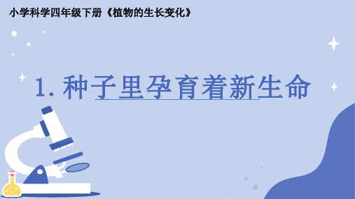 《种子里孕育着新生命》小学科学四年级下册PPT课件