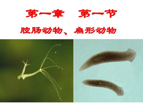 腔肠动物、扁形动物