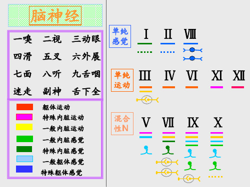 脑神经.PPT