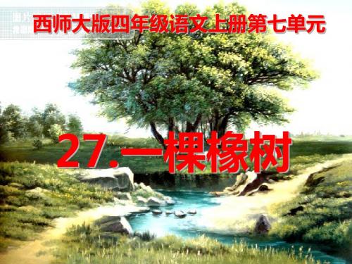 四年级语文上册第七单元一棵橡树PPT课件5西师大版