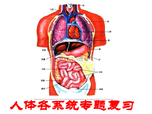 人体各大系统专题复习