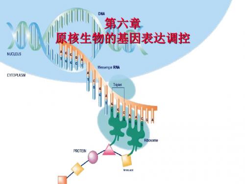 6原核生物基因表达的调控