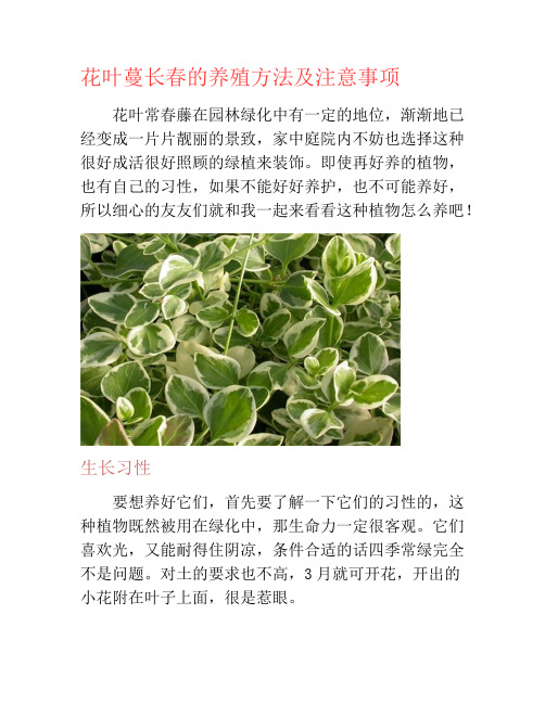花叶蔓长春的养殖方法及注意事项-养花技巧