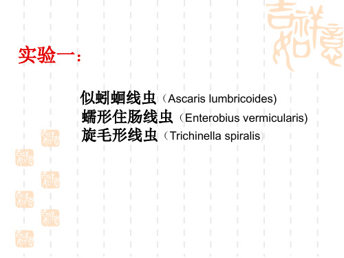 实验一：似引蛔线虫(ASCARIS LUMBRICOIDES) 蠕形住肠线虫(ENTEROBIUS