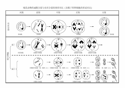 (完整版)减数分裂与有丝分裂图形及曲线绘制汇总