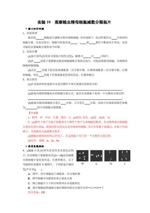 实验10  观察蝗虫精母细胞减数分裂装片(解析版)