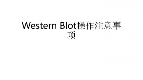 Western Blot操作注意事项