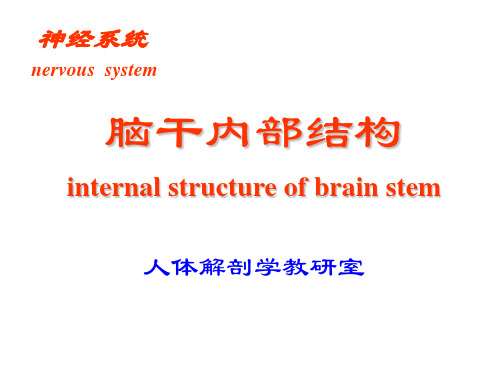 脑干内部结构