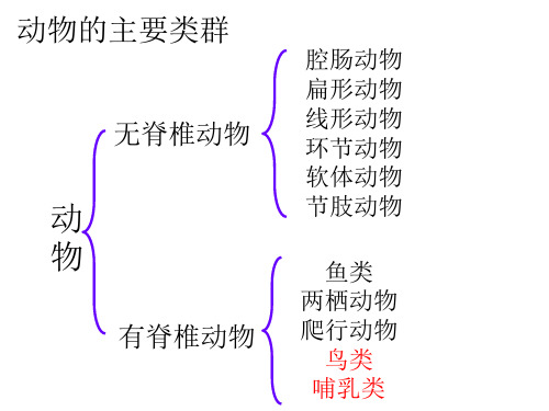 6鸟类、哺乳动物PPT