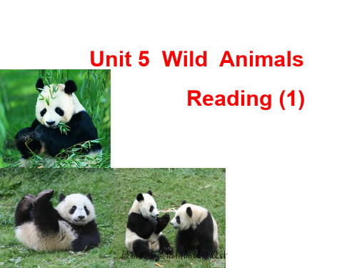 最新牛津译林版八年级英语上册《Unit 5 Wild animals Reading 1》精品课件