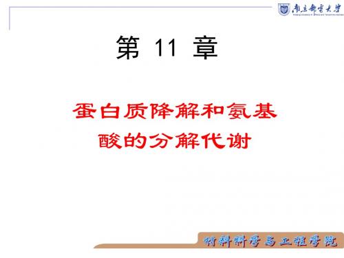 第10章 蛋白质的分解与氨基酸的分解合成代谢