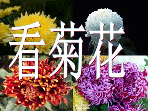 苏教版小学一年级 语文上册8_看菊花