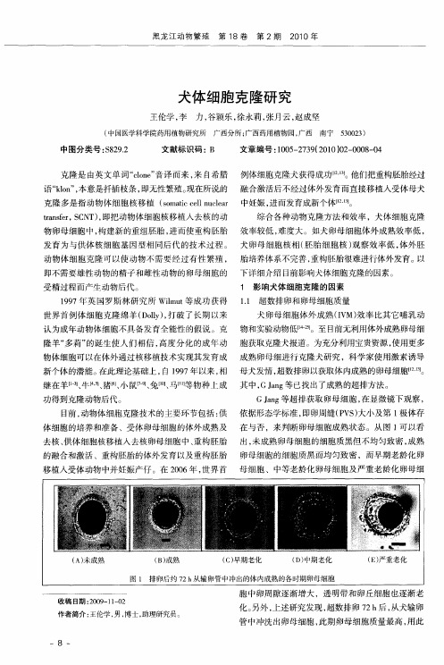 犬体细胞克隆研究