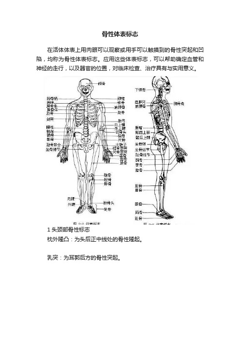 骨性体表标志