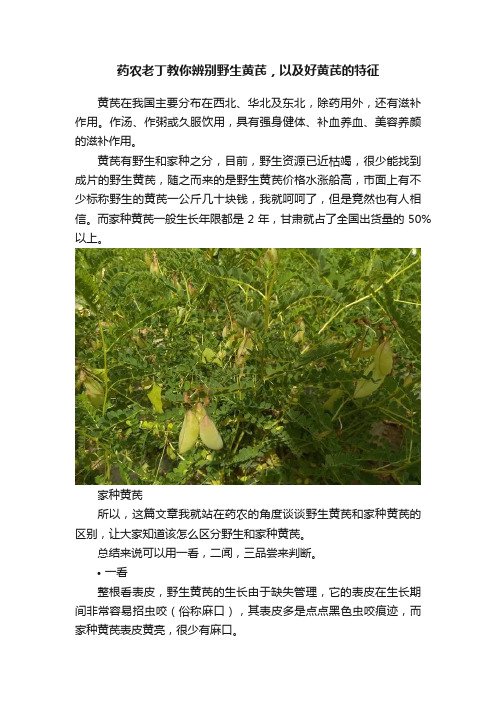 药农老丁教你辨别野生黄芪，以及好黄芪的特征