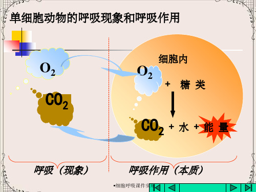 细胞呼吸课件实用