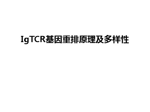 最新IgTCR基因重排原理及多样性