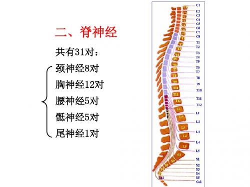 31对脊神经走形与支配