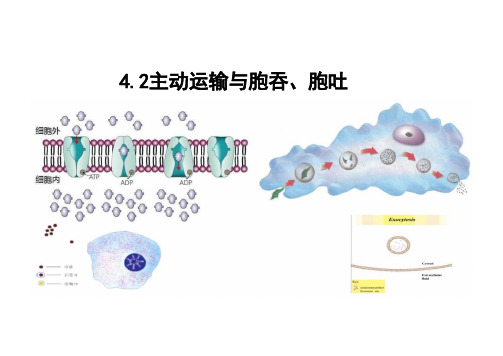 主动运输与胞吞+胞吐课件生物人教版(2019)必修1(共25张PPT)