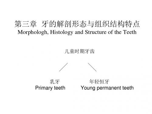 牙的解剖形态与组织结构特点