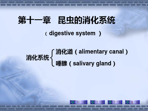 河北农大普通昆虫学第三篇昆虫的内部解剖和生理(消化系统)PPT课件