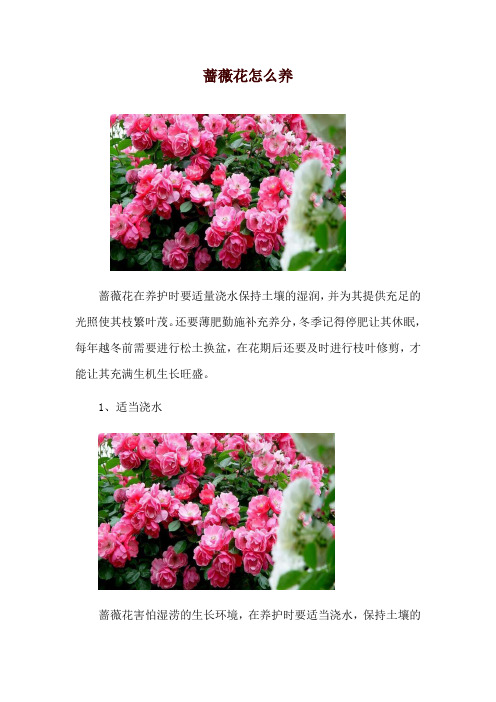 蔷薇花怎么养