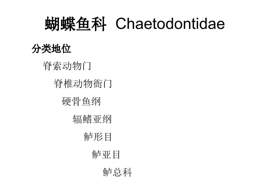 蝴蝶鱼科  Chaetodontidae