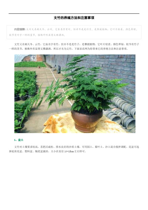 文竹的养殖方法和注意事项