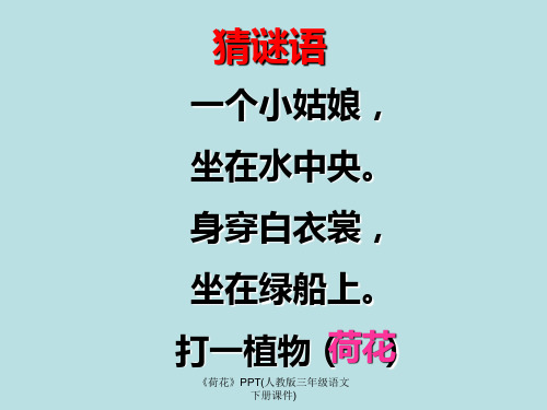 《荷花》PPT(人教版三年级语文下册课件)