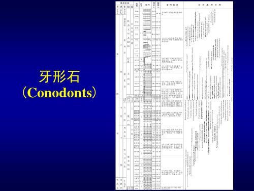 奥陶纪生物群落志留纪笔石